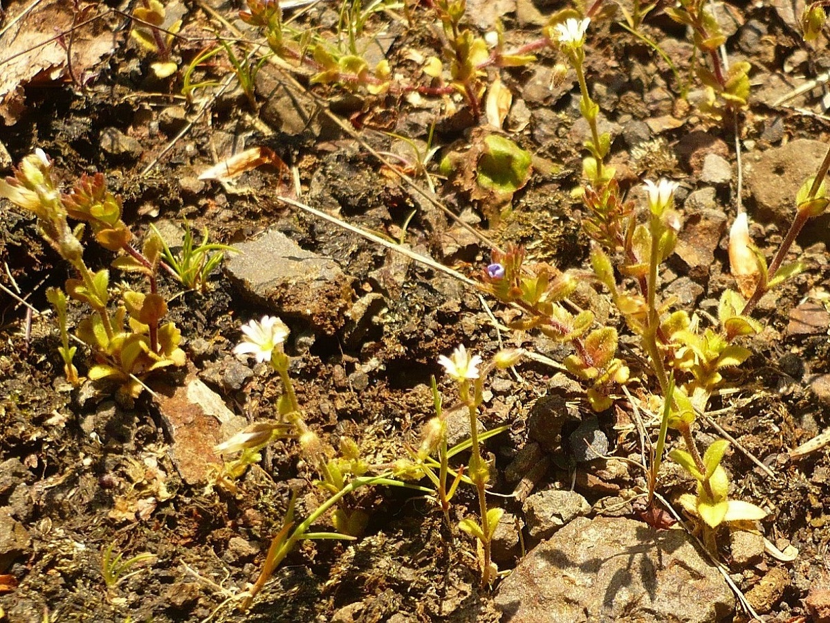 Cerastium glutinosum (Caryophyllaceae)